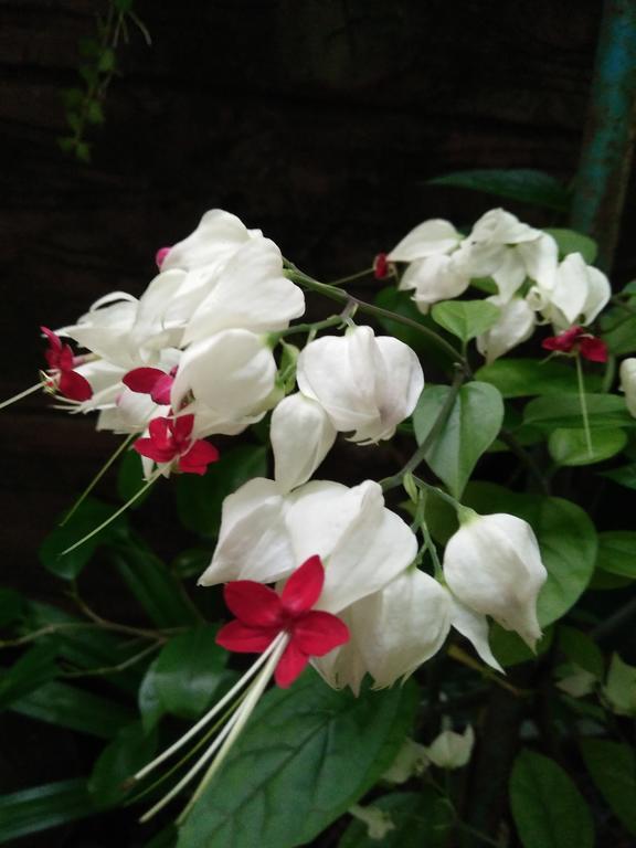 Phu Quoc An Guesthouse Bagian luar foto